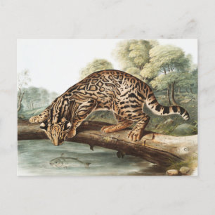 Ocelot, Leopard Cat (Felis pardalis) Illustratie Briefkaart