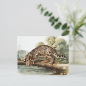 Ocelot, Leopard Cat (Felis pardalis) Illustratie Briefkaart (Staand voorkant)