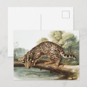 Ocelot, Leopard Cat (Felis pardalis) Illustratie Briefkaart (Voorkant / Achterkant)