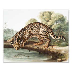 Ocelot, Leopard Cat (Felis pardalis) Illustratie Foto Afdruk