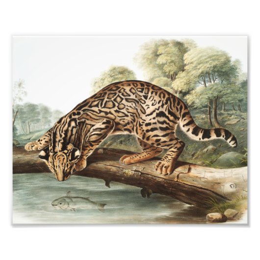 Ocelot, Leopard Cat (Felis pardalis) Illustratie Foto Afdruk (Voorkant)