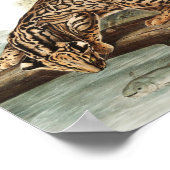 Ocelot, Leopard Cat (Felis pardalis) Illustratie Poster (Hoek)
