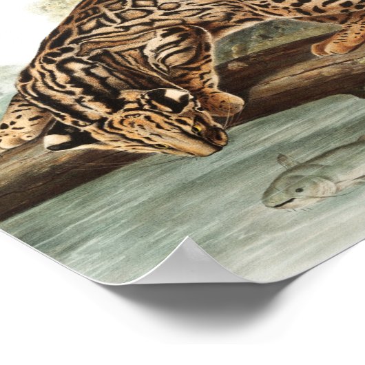 Ocelot, Leopard Cat (Felis pardalis) Illustratie Poster (Hoek)