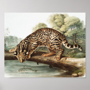 Ocelot, Leopard Cat (Felis pardalis) Illustratie Poster