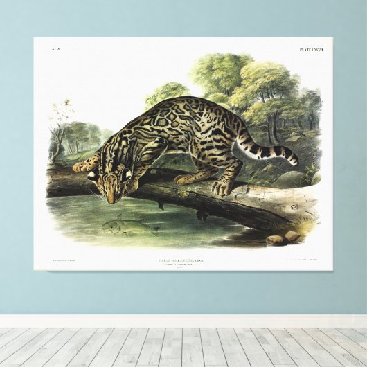 Ocelot, Leopard-Cat (Leopardus pardalis) - Audubon Canvas Afdruk (Insitu (Houten vloer))