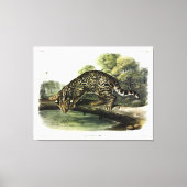 Ocelot, Leopard-Cat (Leopardus pardalis) - Audubon Canvas Afdruk (Voorkant)
