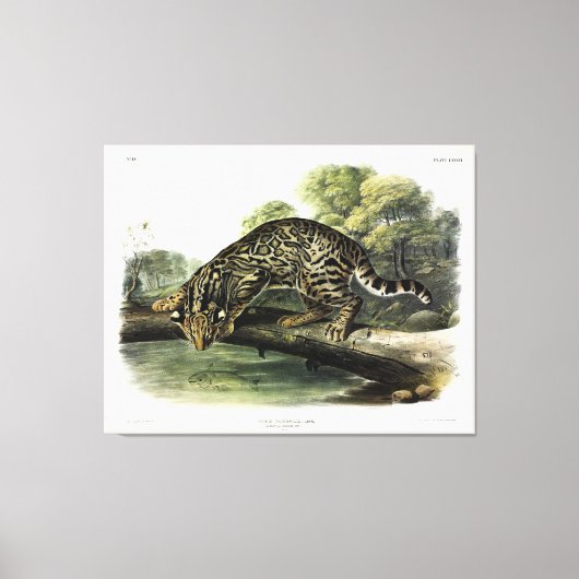Ocelot, Leopard-Cat (Leopardus pardalis) - Audubon Canvas Afdruk (Voorkant)