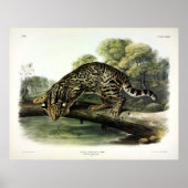 Ocelot, Leopard-Cat (Leopardus pardalis) - Audubon Poster (Voorkant)