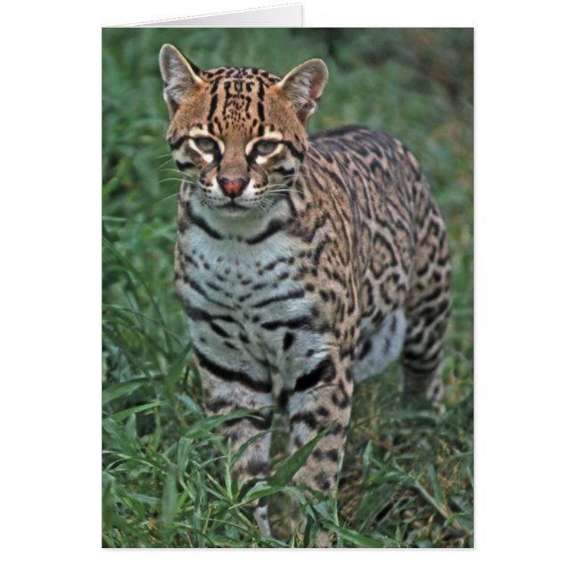 OCELOT (Leopardus pardalis) CENTRAAL AMERIKA (Voorkant)