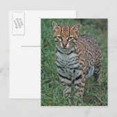 OCELOT Leopardus pardalis) CENTRAAL AMERIKA Briefkaart (Voorkant / Achterkant)