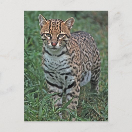 OCELOT Leopardus pardalis) CENTRAAL AMERIKA Briefkaart (Voorkant)