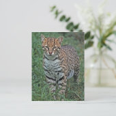 OCELOT Leopardus pardalis) CENTRAAL AMERIKA Briefkaart (Staand voorkant)