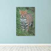 OCELOT Leopardus pardalis) CENTRAAL AMERIKA Canvas Afdruk (Insitu (Houten vloer))