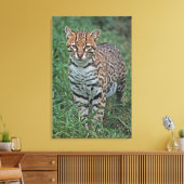 OCELOT Leopardus pardalis) CENTRAAL AMERIKA Canvas Afdruk (Insitu (Woonkamer))