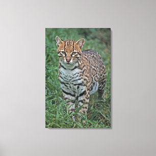 OCELOT Leopardus pardalis) CENTRAAL AMERIKA Canvas Afdruk