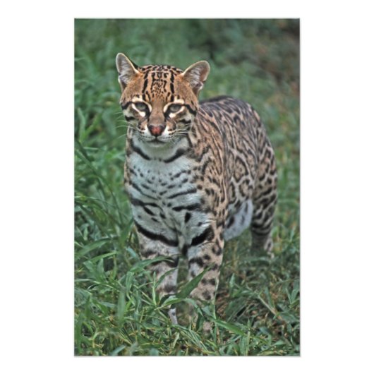 OCELOT Leopardus pardalis) CENTRAAL AMERIKA Foto Afdruk (Voorkant)