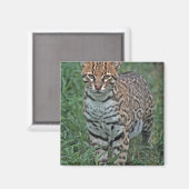 OCELOT Leopardus pardalis) CENTRAAL AMERIKA Magneet (Voorkant / Achterkant)