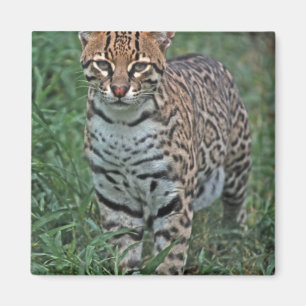 OCELOT Leopardus pardalis) CENTRAAL AMERIKA Magneet