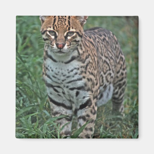 OCELOT Leopardus pardalis) CENTRAAL AMERIKA Magneet (Voorkant)