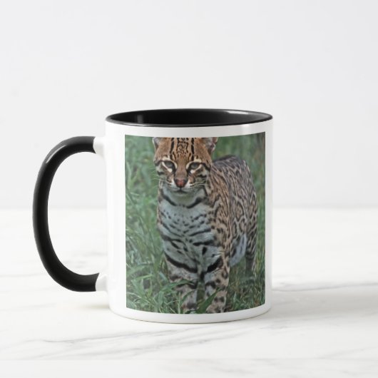 OCELOT Leopardus pardalis) CENTRAAL AMERIKA Mok (Links)