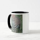 OCELOT Leopardus pardalis) CENTRAAL AMERIKA Mok (Voorkant links)
