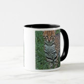 OCELOT Leopardus pardalis) CENTRAAL AMERIKA Mok (Voorkant rechts)