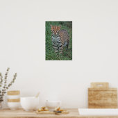 OCELOT (Leopardus pardalis) CENTRAAL AMERIKA Poster (Keuken)
