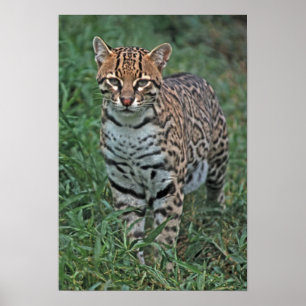 OCELOT (Leopardus pardalis) CENTRAAL AMERIKA Poster