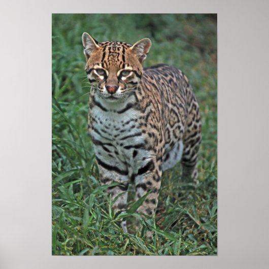 OCELOT (Leopardus pardalis) CENTRAAL AMERIKA Poster (Voorkant)