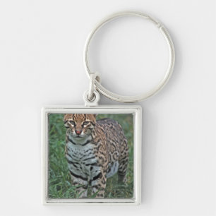 OCELOT Leopardus pardalis) CENTRAAL AMERIKA Sleutelhanger