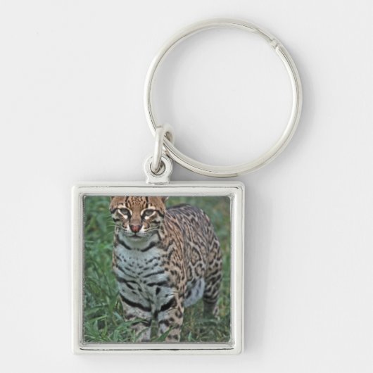 OCELOT Leopardus pardalis) CENTRAAL AMERIKA Sleutelhanger (Voorkant)