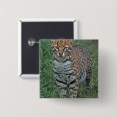 OCELOT Leopardus pardalis) CENTRAAL AMERIKA Vierkante Button 5,1 Cm (Voorkant /achterkant)