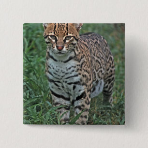 OCELOT Leopardus pardalis) CENTRAAL AMERIKA Vierkante Button 5,1 Cm