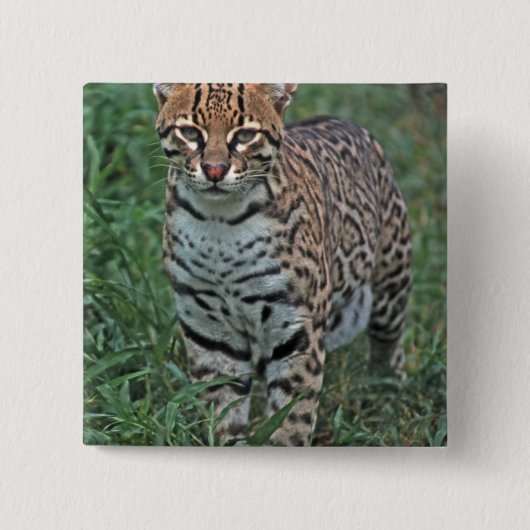 OCELOT Leopardus pardalis) CENTRAAL AMERIKA Vierkante Button 5,1 Cm (Voorkant)