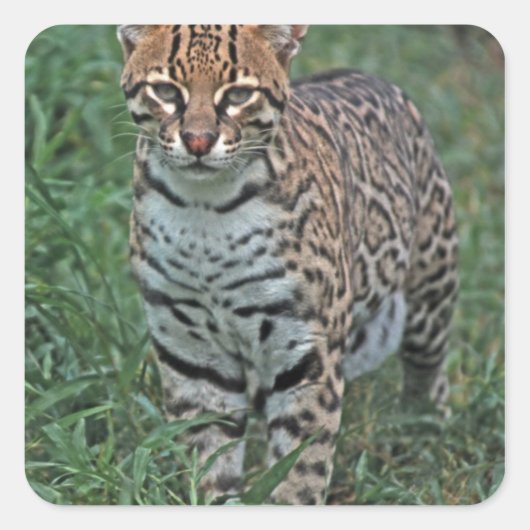 OCELOT Leopardus pardalis) CENTRAAL AMERIKA Vierkante Sticker (Voorkant)