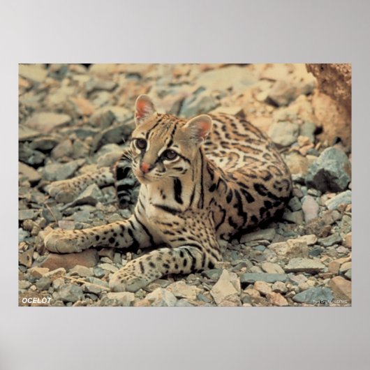 Ocelot Poster (Voorkant)