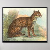 Ocelot Poster (Voorkant)