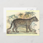 Ocelot (variëteit) briefkaart (Voorkant / Achterkant)
