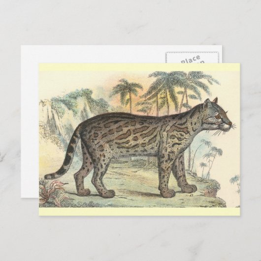 Ocelot (variëteit) briefkaart (Voorkant / Achterkant)
