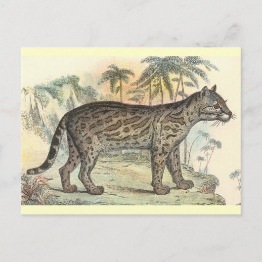 Ocelot (variëteit) briefkaart (Voorkant)