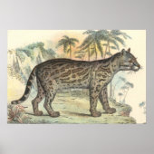 Ocelot (variëteit) poster (Voorkant)