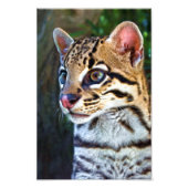 Ocelot - Wild Mini Jaguar Foto Afdruk (Voorkant)