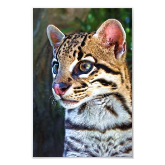 Ocelot - Wild Mini Jaguar Foto Afdruk (Voorkant)