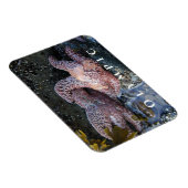 Ochre Zee Star, Tide Pool, Nationaal Park Magneet (Rechterzijde)