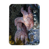 Ochre Zee Star, Tide Pool, Nationaal Park Magneet (Verticaal)
