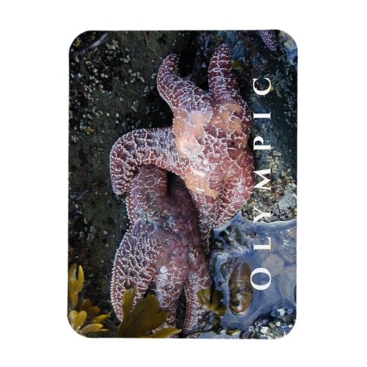 Ochre Zee Star, Tide Pool, Nationaal Park Magneet (Verticaal)