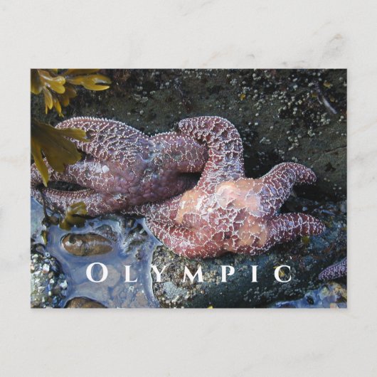 Ochre Zee Stars, Tide Pool, Olympisch Nationaal Pa Briefkaart (Voorkant)