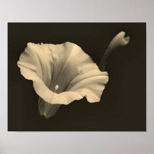 Ochtend glory Flower Sepia Close Poster (Voorkant)