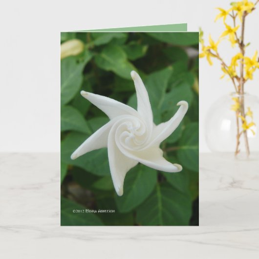 Ochtend van Moonflower Kaart (Gele Bloem)