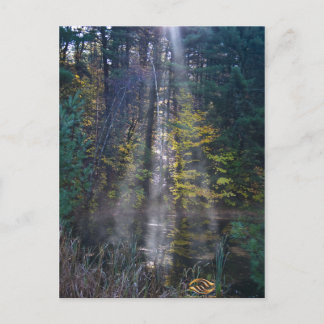 Ochtend Vermont Forest Briefkaart